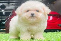 Giá Poodle Trắng Sữa Toy NT00014