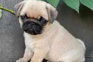 Chó Pug Mặt Nhăn Cute