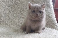 Mèo Anh Lông Ngắn MALN014