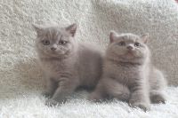 Bầy 2 Bé Mèo Anh Lông Ngắn MALN015