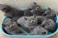 Bầy 7  Bé Mèo Anh Lông Ngắn MALN016