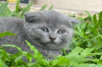 Mèo Anh Lông Ngắn MALN017