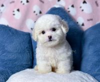 Giá Chó Poodle NT0056