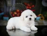 Giá Chó Poodle NT0057