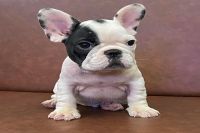 Bull Pháp Bò Đen Trắng Cái NTBS002