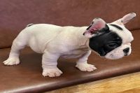 Bull Pháp Bò Đực NTBS0003