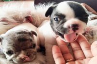 Bull Pháp Bò NTBS004