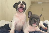 Bull Pháp Bò Đực NTBS008