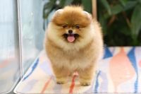 Phốc Sóc Vàng Đực NTPS0003