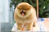 Phốc Sóc Vàng Cái NTPS0004