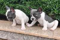 Bull Pháp Bò Đen Trắng NTBS001