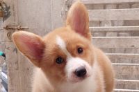 Corgi Đực NTCG001
