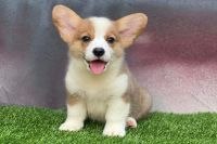 Corgi Đực NTCG003