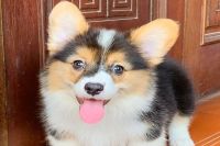 Corgi Đực NTCG004