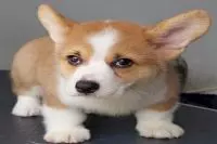 Corgi Cái NTCG008