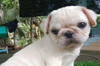 Giá Pug Trắng Đực NTP005