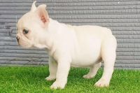 Bull Pháp Trắng Cái NTB0010