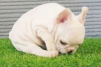 Bull Pháp Trắng Đực NTB0011