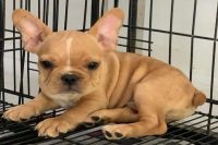 Bull Pháp Vàng Bò Cái NTB0012