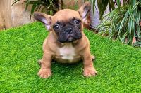 Bull Pháp Vàng Bò Đực NTB0013