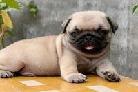 Pug Vàng Cái NTP0006