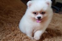 Phốc Sóc Mini NTPMN0005