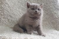 Mèo Anh Lông Ngắn MALN001