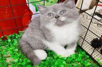 Mèo Anh Lông Ngắn MALN002