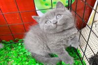 Mèo Anh Lông Ngắn MALN003