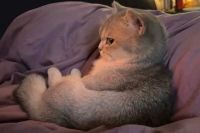 Mèo Anh Lông Ngắn MALN004