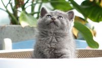 Mèo Anh Lông Ngắn MALN005