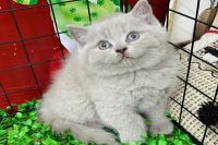 Mèo Anh Lông Ngắn MALN006