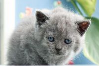 Mèo Anh Lông Ngắn MALN007