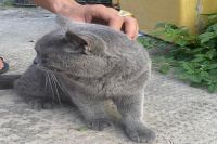 Mèo Anh Lông Ngắn MALN008