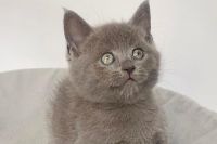 Mèo Anh Lông Ngắn MALN009