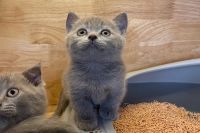 Mèo Anh Lông Ngắn MALN010