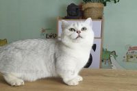 Mèo Anh Lông Ngắn MALN011