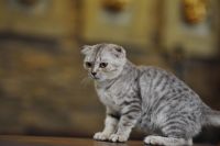 Mèo Anh Lông Ngắn MALN012