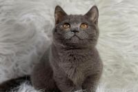 Mèo Anh Lông Ngắn MALN013